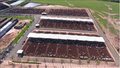 Economically sustainable shade design for feedlot cattle